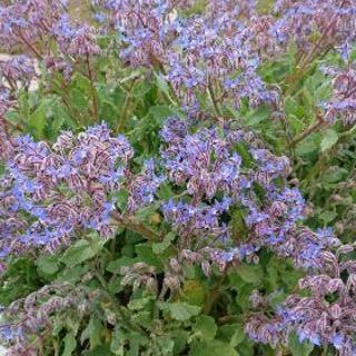 食べられる花ボリジ咲きました。