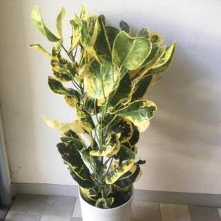 お花屋さんのレッスンワンコイン Jade 新所沢のその他の生徒募集 教室 スクールの広告掲示板 ジモティー