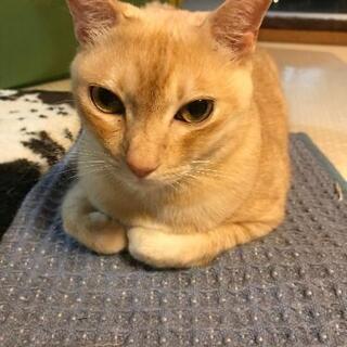 茶トラ🐯猫君です