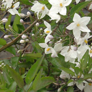 ツルハナナス  白花