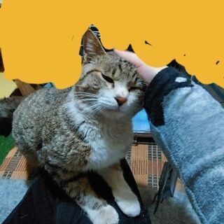 甘えん坊オスキジ白くん ティア 大川の猫の里親募集 ジモティー 甘えん坊オスキジ白くん ティア 大川の猫の里親募集 ジモティー