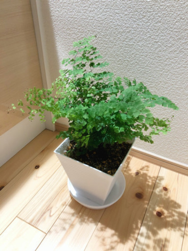 観葉植物　アジアンタム　43cm　おしゃれな6号鉢と受け皿付き