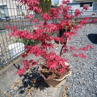 鉢植えモミジ🍁