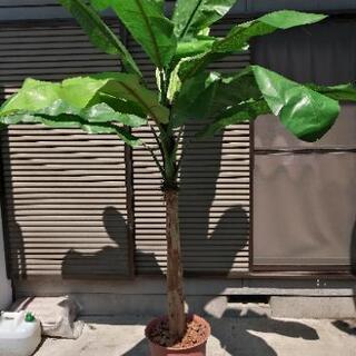 観葉植物バナナツリーバナナの木フェイクフェイクグリーン造花南国アジアン なおたる 与野本町の家具の中古あげます 譲ります ジモティーで不用品の処分