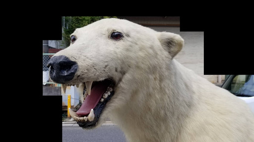 白熊の剥製 全長240cm×高さ170cm×幅110cm インテリア 置物 本物の剥製です