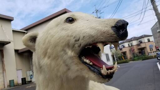 白熊の剥製 全長240cm×高さ170cm×幅110cm インテリア 置物 本物の剥製です