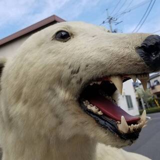 白熊の剥製 全長240cm×高さ170cm×幅110cm インテリア 置物 本物の