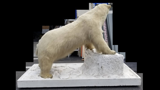 白熊の剥製 全長240cm×高さ170cm×幅110cm インテリア 置物 本物の剥製です