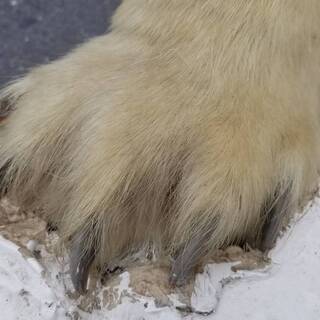 白熊の剥製 全長240cm×高さ170cm×幅110cm インテリア 置物 本物の剥製です