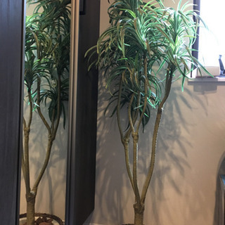 観葉植物　約150cm フェイク