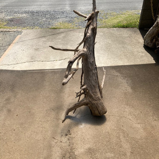 舞踏をしているような流木