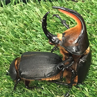 中古サタンオオカブトが無料 格安で買える ジモティー