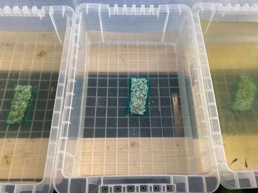 牡蠣殻ネットミニ10個代引き発送可メダカ金魚にオススメ 水質安定浄化作用病気予防等 なとりめだか 名取のその他の中古あげます 譲ります ジモティーで不用品の処分