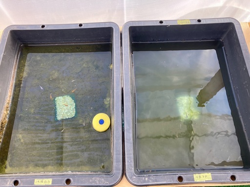 牡蠣殻ネット5個代引き発送可メダカ金魚にオススメ 水質安定浄化作用病気予防等 なとりめだか 名取のその他の中古あげます 譲ります ジモティーで不用品の処分