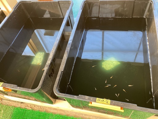 牡蠣殻ネット5個代引き発送可メダカ金魚にオススメ 水質安定浄化作用病気予防等 なとりめだか 名取のその他の中古あげます 譲ります ジモティーで不用品の処分