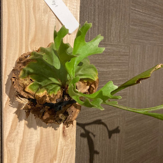 9/26 輸入 ビカクシダ リドレイ ワイルド③ ビカクシダ リドレイ 現地輸入 wild株