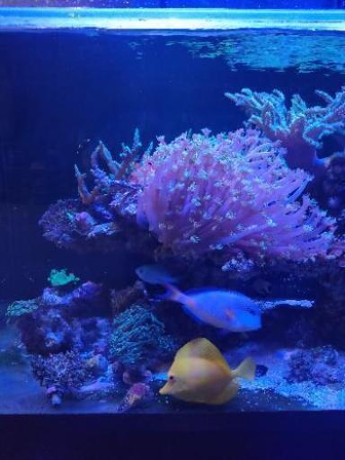 海水魚生体　サンゴ