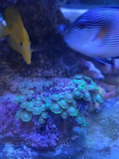 海水魚生体　サンゴ