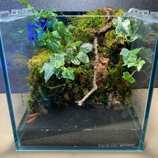メダカ飼育にオススメ！！コケリウム・テラリウム完成品 B