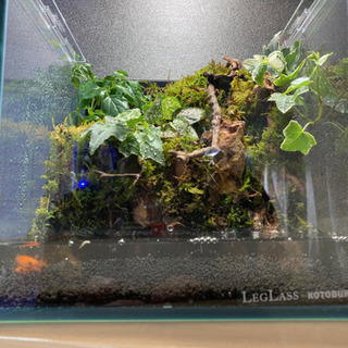 クリアランス メダカ飼育にオススメ！！コケリウム・テラリウム完成品 