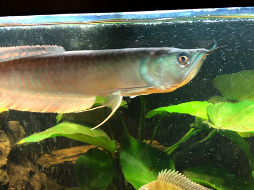 シルバーアロワナ　熱帯魚　生体　値下げ