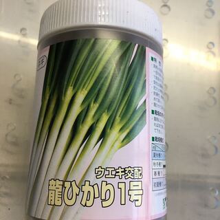 白ネギ　コート種子　龍ひかり1号　6000粒　在庫15