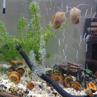 ｱﾝﾓﾅｲﾄｽﾈｰﾙ🐌タマゴ