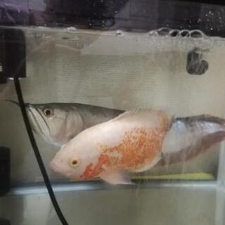 熱帯魚