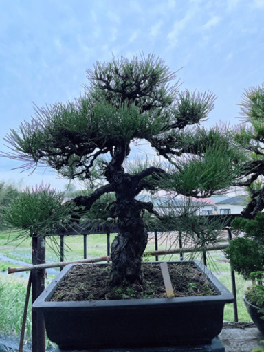 黒松　50年