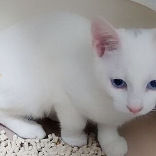 青い目の白猫君