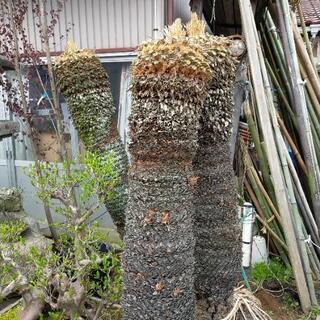 蘇轍　ソテツ ソテツ 蘇鉄 蘇轍｜Yahoo!フリマ（旧PayPayフリマ）