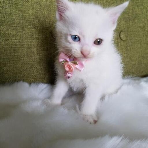 オッドアイ 白猫ちゃんメス 3月1日生まれ 活発で元気な女の子 左近 厨川の猫の里親募集 ジモティー オッドアイ 白猫ちゃんメス 3月1日生まれ 活発で元気な女の子 左近 厨川の猫の里親募集 ジモティー