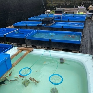 金魚　メダカ