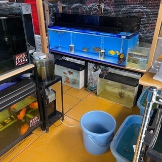 金魚　メダカ