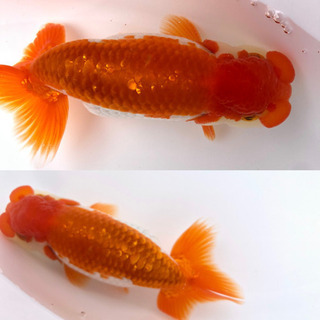 完売岡山協会系らんちゅう 更紗模様 プチ金魚店 庭瀬のその他の中古あげます 譲ります ジモティーで不用品の処分