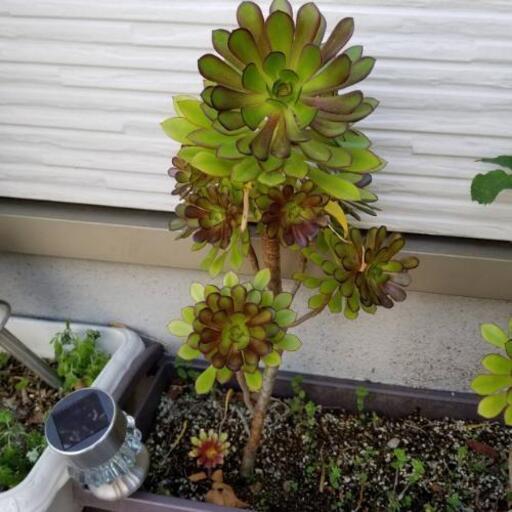多肉植物 黒法師 たか坊 十三のその他の中古あげます 譲ります ジモティーで不用品の処分