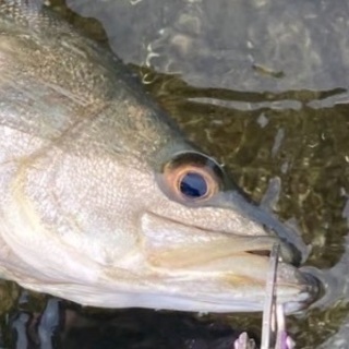 旧江戸川近辺の釣り仲間募集！