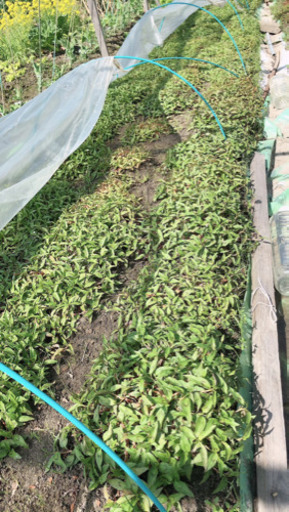 市民農園貸し農園捜したい