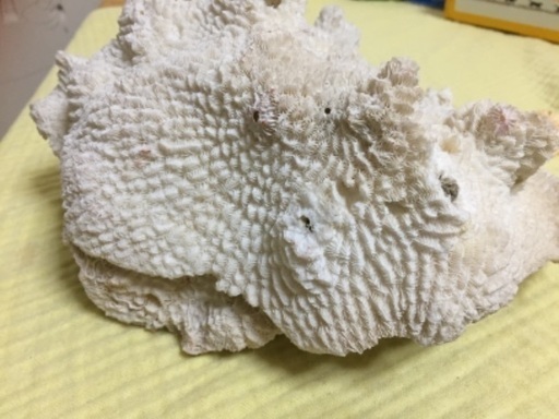 白珊瑚
