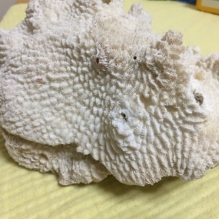 【ネット決済・配送可】白珊瑚
