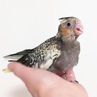 オカメインコ 手乗り雛