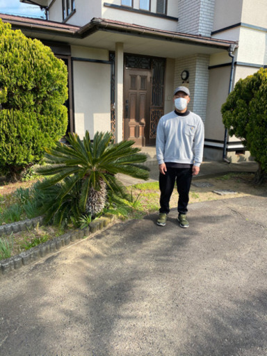 6万→4万に値引きしました！蘇鉄の買い取りです！県内はお安くできる 