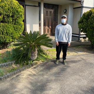 6万→4万に値引きしました！蘇鉄の買い取りです！県内はお安くできるかも。 6万→4万に値引きしました！蘇鉄の買い取りです！県内はお安く
