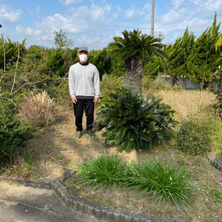 6万→4万に値引きしました！蘇鉄の買い取りです！県内はお安くできるかも。 6万→4万に値引きしました！蘇鉄の買い取りです！県内はお安く