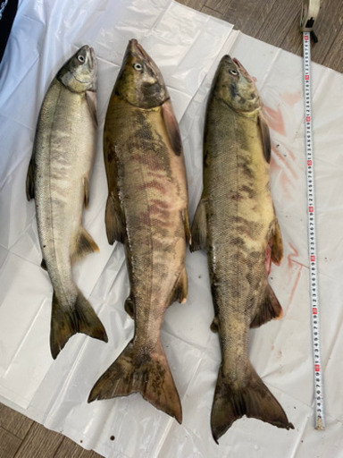 サクラマス カラフトマス 秋鮭仕掛け K A 北見のその他の中古あげます 譲ります ジモティーで不用品の処分