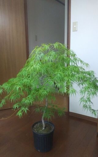 モミジ　紅葉　しだれもみじ　もみじ　垂れ　青垂れ　庭　ガーデニング　造園　外構　ガーデン　植木