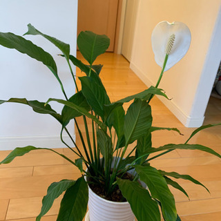 スパティフィラム　観葉植物　白いお花