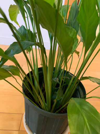 スパティフィラム観葉植物白い花 くろちゃん 白庭台のその他の中古あげます 譲ります ジモティーで不用品の処分