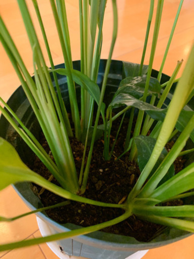 スパティフィラム観葉植物白い花 くろちゃん 白庭台のその他の中古あげます 譲ります ジモティーで不用品の処分