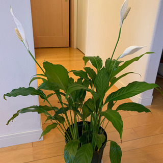 スパティフィラム　観葉植物　白い花　②